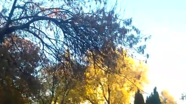 Опасно дърво в центъра на София