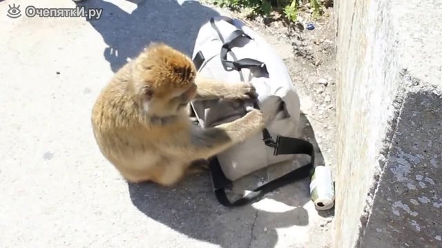 Маймунка си отмъква храна (видео)