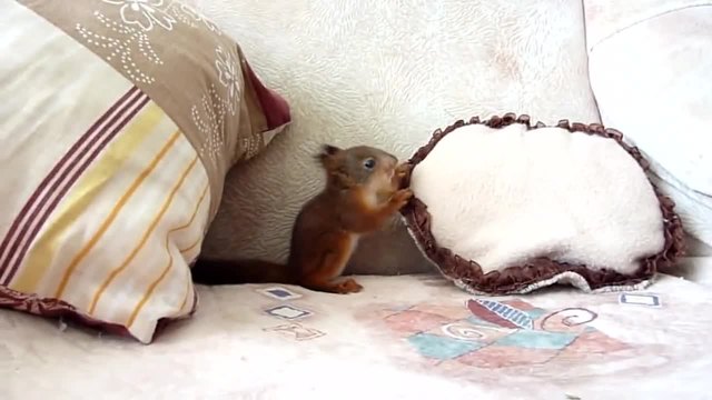 Много е сладко! Вижте как се забавлява това малко катериче!