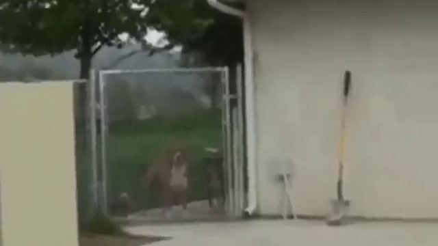 Не дърпай звяра за опашката!