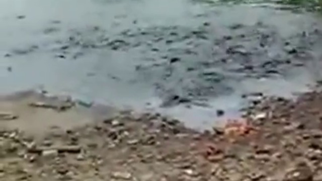 Пасаж от гладни риби се храни яростно на брега на езеро  