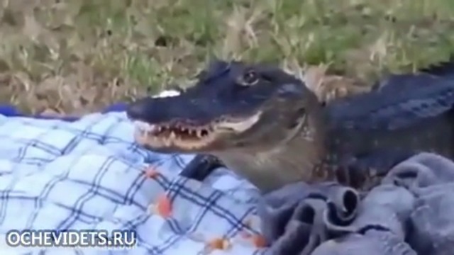 Самопоканил се алигатор на пикник , остави хората без обяд  