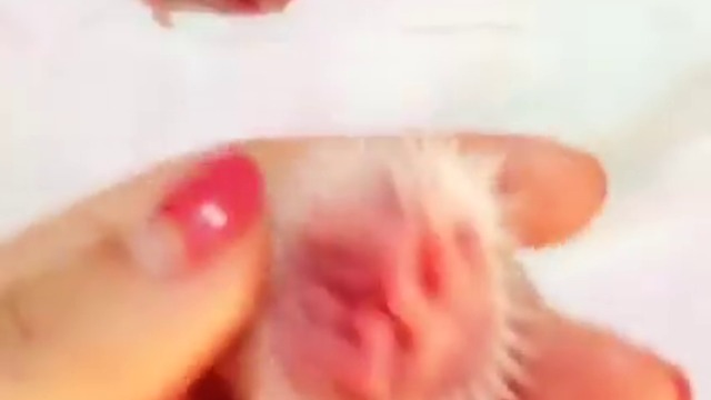 Бебета таралежи