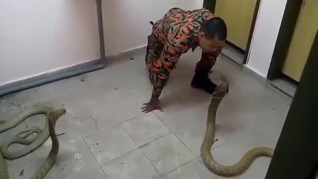 Вижте как се забавляват с змии-кобри в Китай (ВИДЕО)