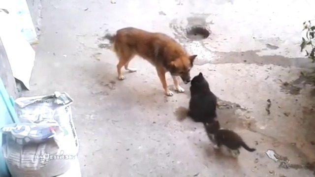 Куче и котенца - едно невероятно приятелство!