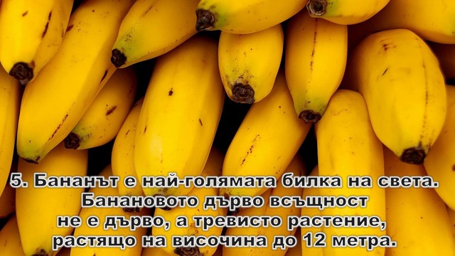 5 любопитни факта за бананите