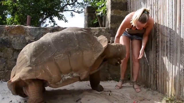 Вижте това момиче!!! Как храни огромна костенурка и станаха приятели!
