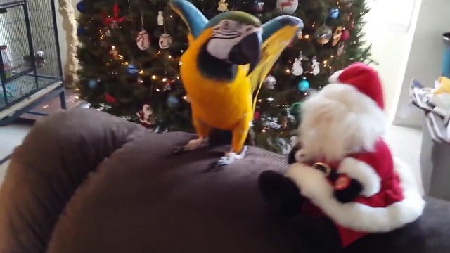 На този папагал му писна от песните на Дядо Коледа :d