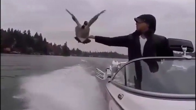 Невероятно приятелство! Дива патица се приземява на моторница (ВИДЕО)