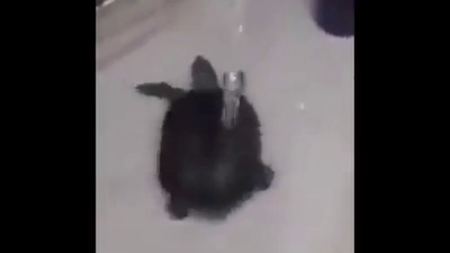 Вижте тази костенурка как танцува под душа (ВИДЕО)