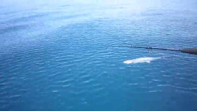 Акула отмъква улова на рибар пред очите му  