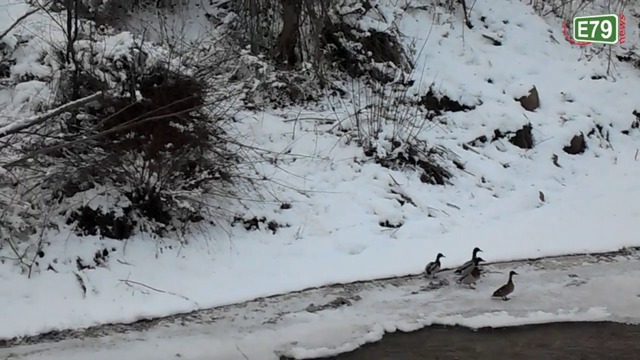 Видра ловува по реката в Благоевград