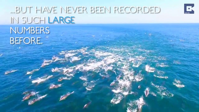 Страхотни кадри на делфини, заснети с дрон (ВИДЕО)