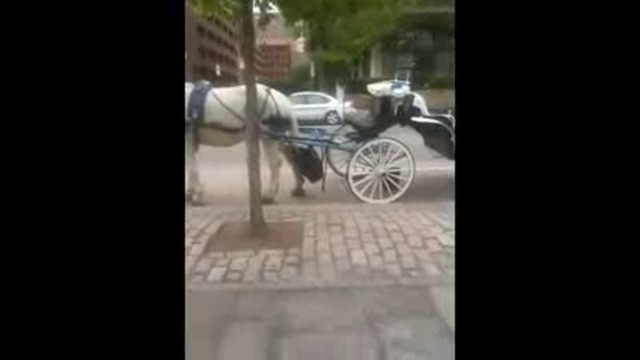 Philadelphia CRAZY horse-drawn carriage drivers