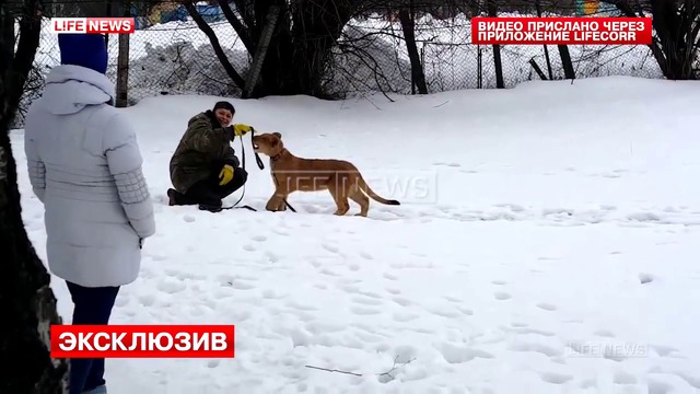 Ужасяващо нападение на малко лъвче над дете