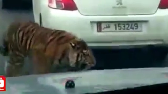 Тигър се движи необезпокоявано между автомобили при задръстване на магистрала в Катар - Доха