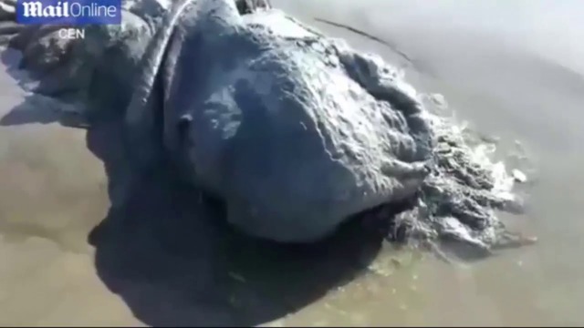 Морско чудовище изплува край бреговете на Мексико