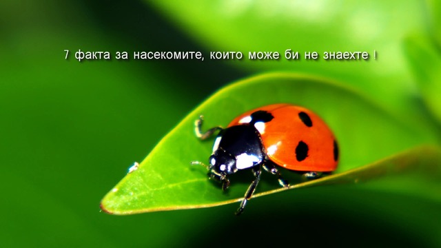 7 факта за насекомите, които може би не знаете !