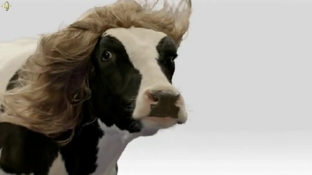 PRESLAVA & STEFAN ILCHEV - IN CONTROL 2016