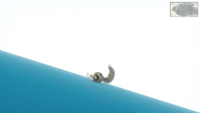 Ледена епоха:Голямото яйце – Преследването - част 1