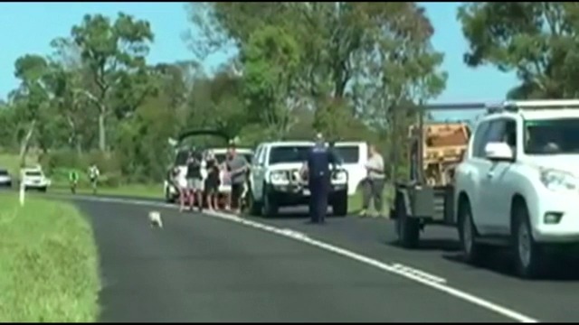 Малка сладка коала затвори път в Австралия (ВИДЕО)