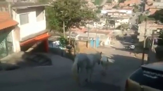 Ето как кон се спуска по стръмна улица  