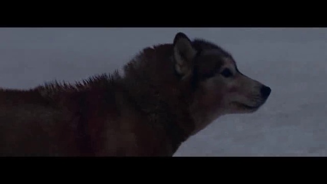 David Guetta - She Wolf (Falling To Pieces) ft_ Sia (Official Video)