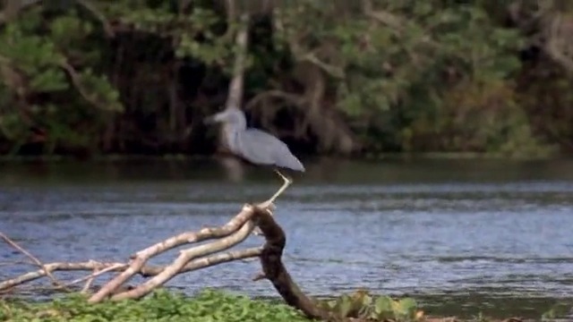 кукумявки 3