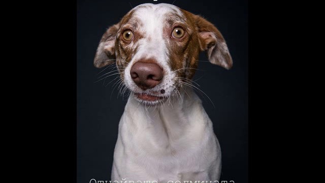 Кучешки живот- Гастро премеждия