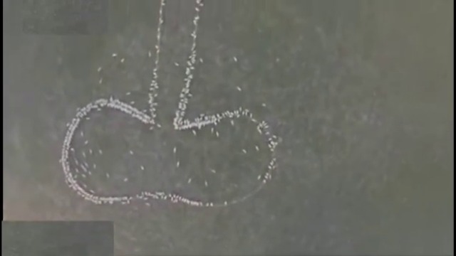 Австралийски фермер подреди овцете си във формата на фалос и ги засне с помощта на дрон