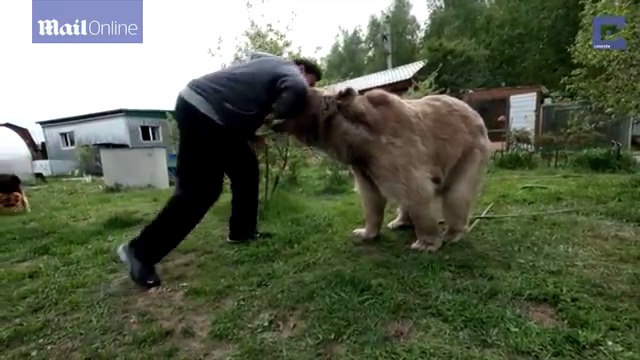 Невероятно! Мечка тежка 136 кг.стана част от руско семейство и се храни на масата с тях