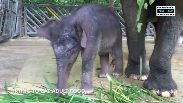 Първите дни от живота на бебе слонче