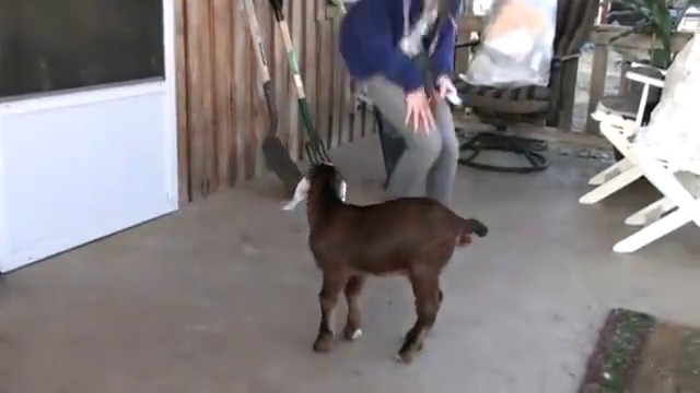 Забавна игра между момиче и козле