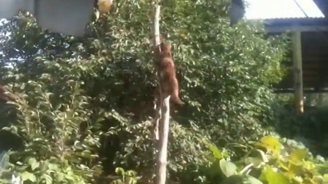 Котарак краде риба