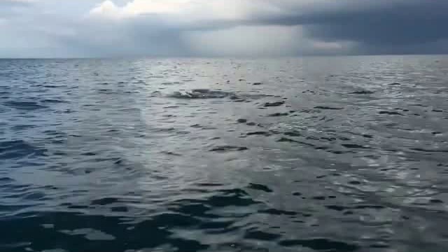 Ocean dolphins