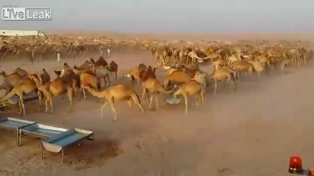 Велико! Хиляди камили пият вода заедно (ВИДЕО)
