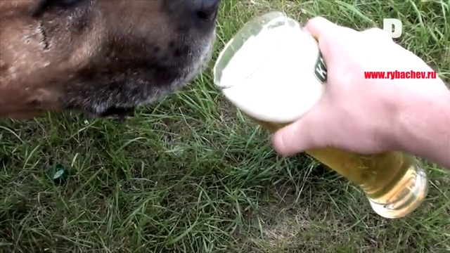 Собака выпивака!!! (СМОТРЕТЬ ДО КОНЦА) 16+