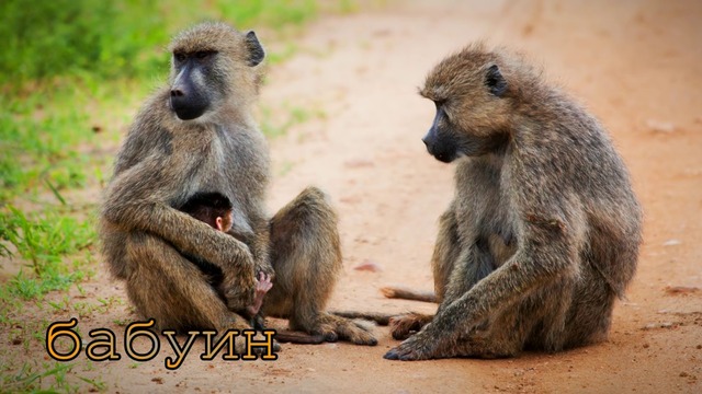 Голоса и звуки животных Африки для детей