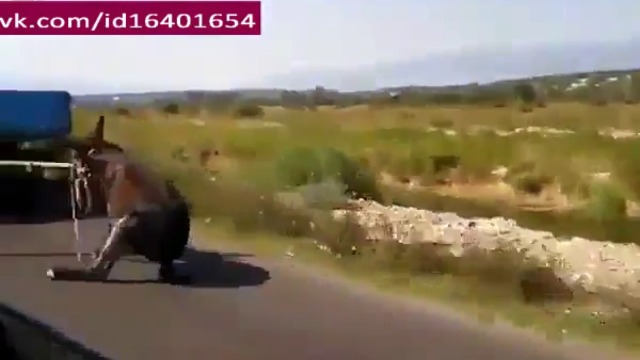 Магаре превозва магаре