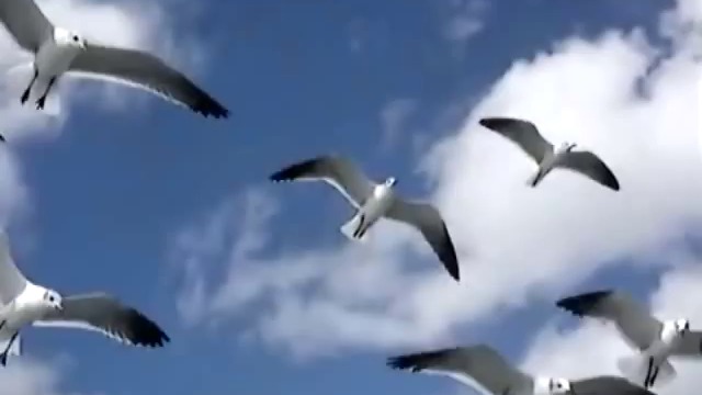 Chayito Valdéz “Las gaviotas“ ( REINA DE LA CANCION RANCHERA )