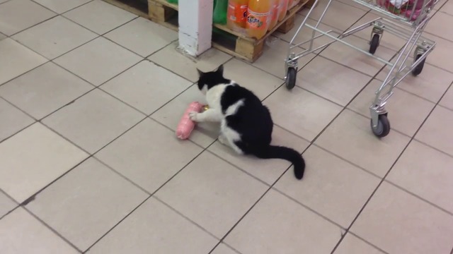 Котарак задига салам в магазина