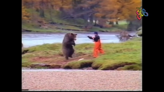 Бой с мечка - най-смешната реклама за риба
