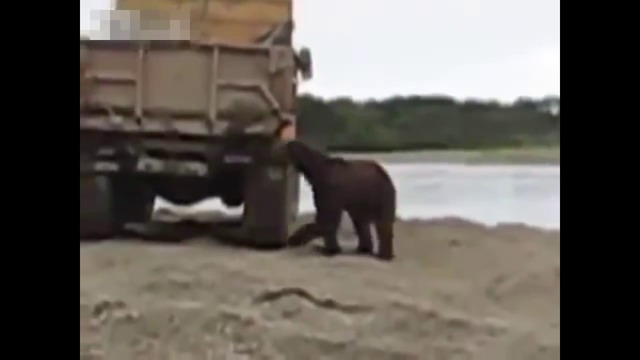 Баба Меца гепи рибка от камион