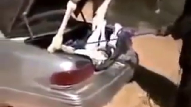 Превозват камила в багажника на колата