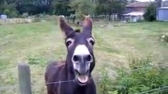 Веселото магаренце