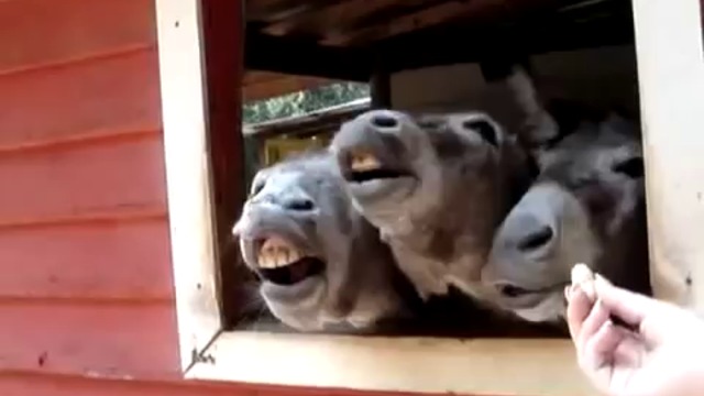 Три смешни магаренца