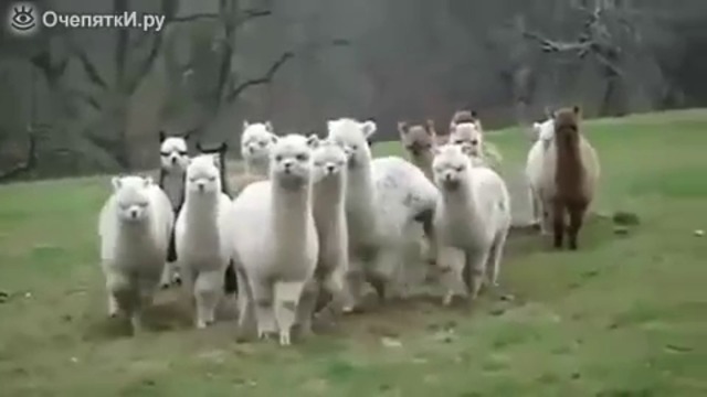 Зверски животни