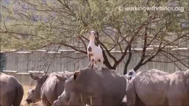 Кози и носорози
