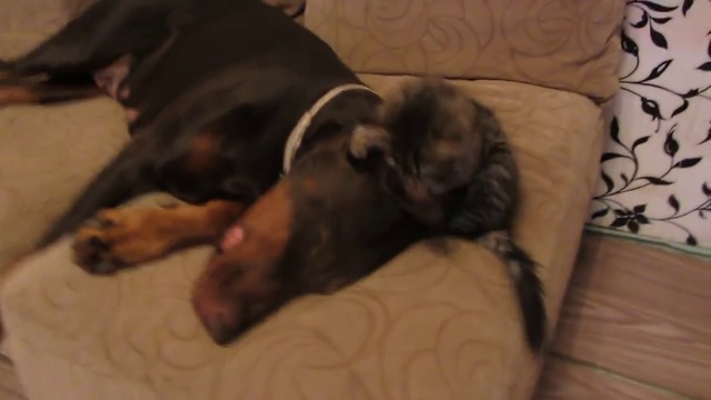 Игриво коте и доберман