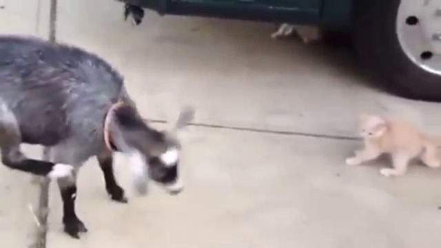 Мъничко коте срещу козле